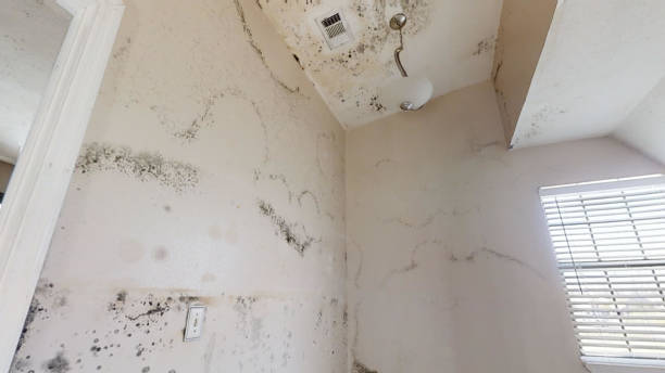 Best Forensic Mold Investigation  in Desoto Lakes, FL