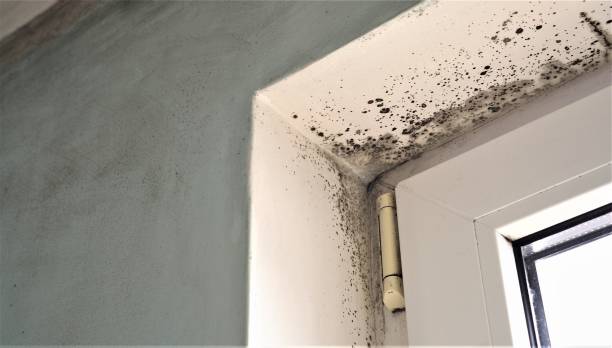 Best Airborne Mold Testing  in Desoto Lakes, FL