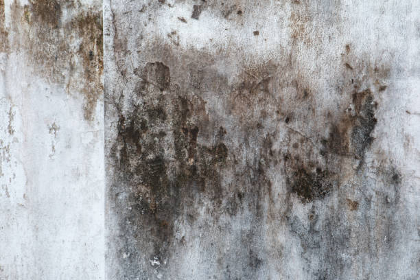 Best Mold Damage Restoration  in Desoto Lakes, FL