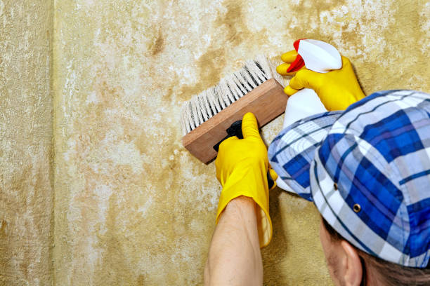  Desoto Lakes, FL Mold Removal Pros
